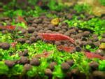 Red Cherry Shrimp (Aquarium Cleaner) $4 Each + $14 Express Postage ($0 ...