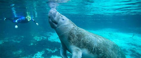 Crystal River: Manatees, Where to Stay & Trip Planner