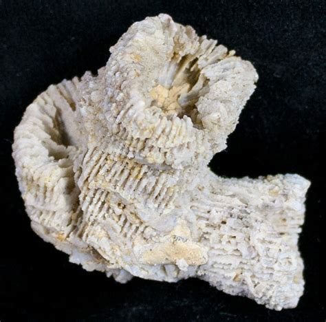 Fossil Coral Colony (Thecosmilia) - Jurassic (#9660) For Sale ...