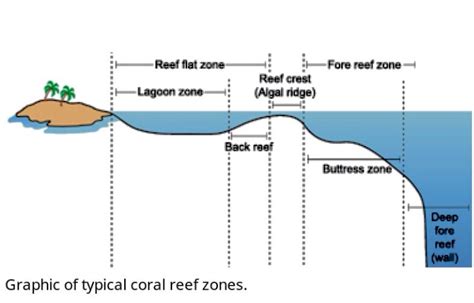 Coral reef zones. | Coral reef, Geology, Reef