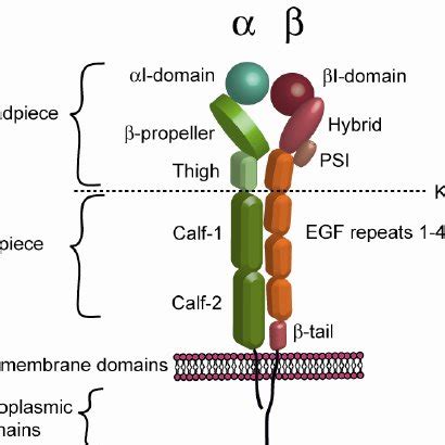 The integrin superfamily. Different integrin α-and β-subunits form 24... | Download Scientific ...