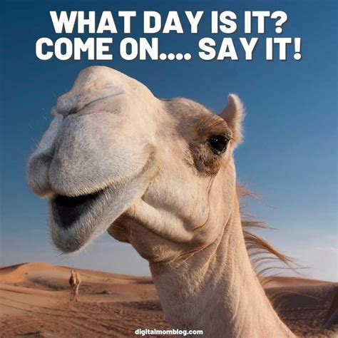 what day is it hump day meme Funny Hump Day Memes, Funny Wednesday Quotes, Hump Day Quotes ...