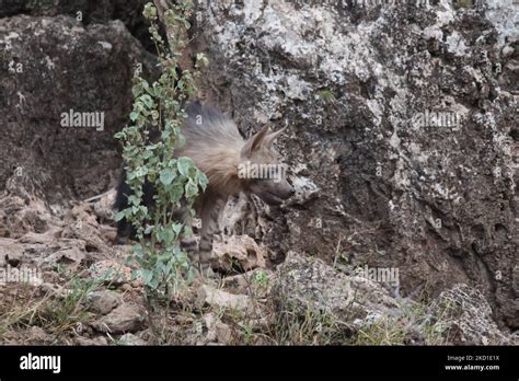 Brown Hyena cub Stock Photo - Alamy