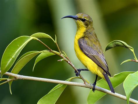 Sahul Sunbird - eBird