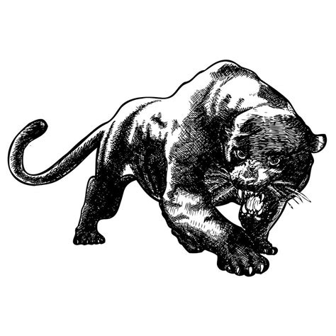 Panther Drawing by Karl Addison