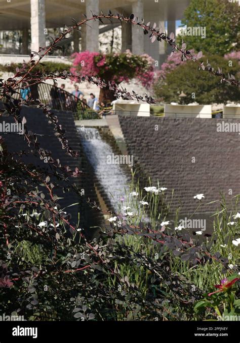 Getty Center waterfall and bougainvillea trellis framed by plants ...