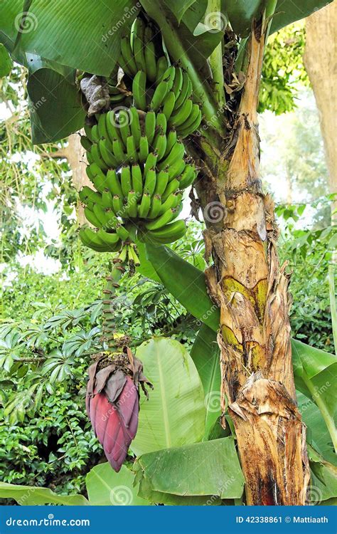 Banana tree with fruits stock image. Image of green, crop - 42338861