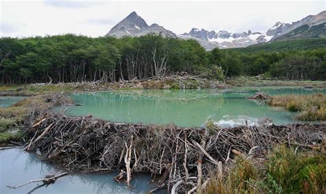 Beaver dam, why it is an essential for the thriving areas? |MyRokan