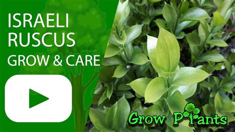 Israeli Ruscus - grow & care (Butcher’s-broom) - YouTube