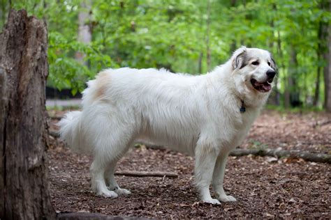 Great Pyrenees Dog Breed » Information, Pictures, & More