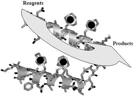 Oligopeptide Foldamers: From Structure to Function - Licini - 2005 ...