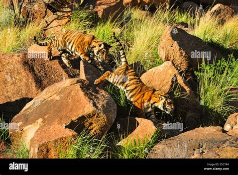 Tiger habitat loss india hi-res stock photography and images - Alamy