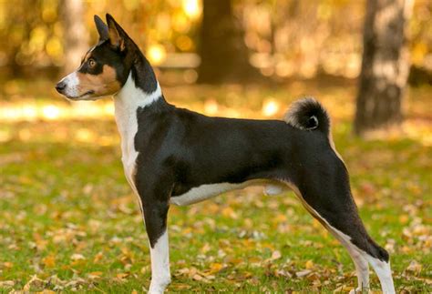 9 Large Dog Breeds With Curly Tails - PatchPuppy.com