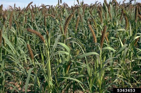 foxtail millet (Setaria italica)