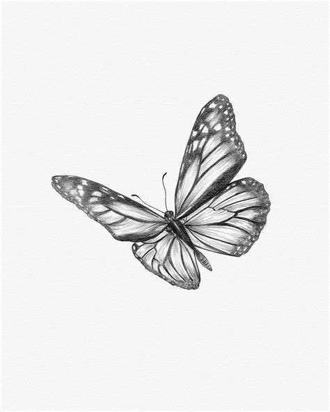 butterfly sketch – Monarch Butterfly Drawing | Butterfly art drawing ...