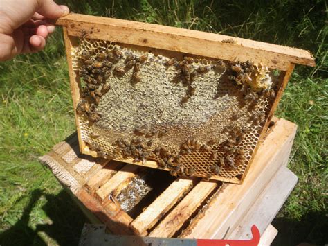 the sun hive Archives - Beekeeping.isGood