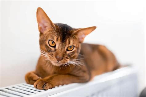 A Comprehensive Guide to the Exquisite Colors of Abyssinian Cats