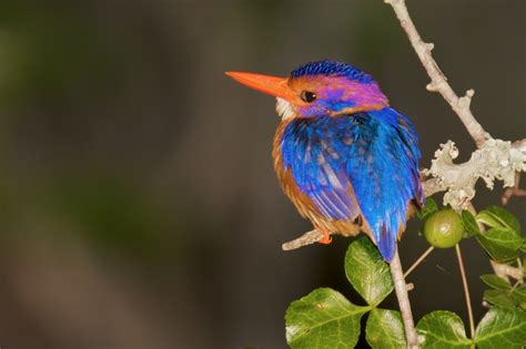 African Pygmy-Kingfisher | BirdForum