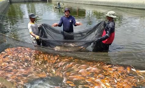 Bisnis Budidaya Ikan Nila, Polisi Raup Rp70 Juta : Okezone Economy