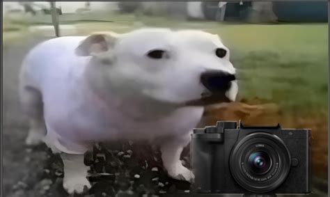 Huh Dog Caught In 4K Blank Template - Imgflip