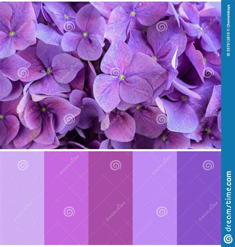 Color Palette Appropriate To Photo of Beautiful Bright Hortensia Flowers, Closeup Stock Photo ...