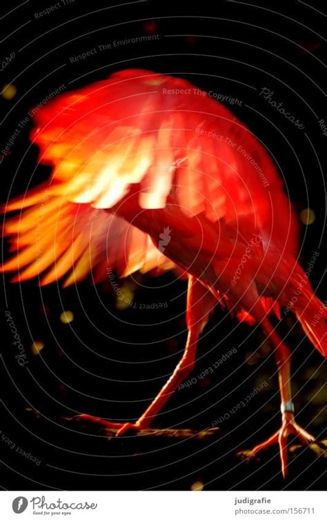 firebird Bird Red Fire - a Royalty Free Stock Photo from Photocase