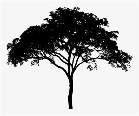 Tree Silhouette Free Download 10 Png Images - Tree Vector Black And ...