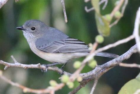 Flycatcher? | BIRDS in BACKYARDS