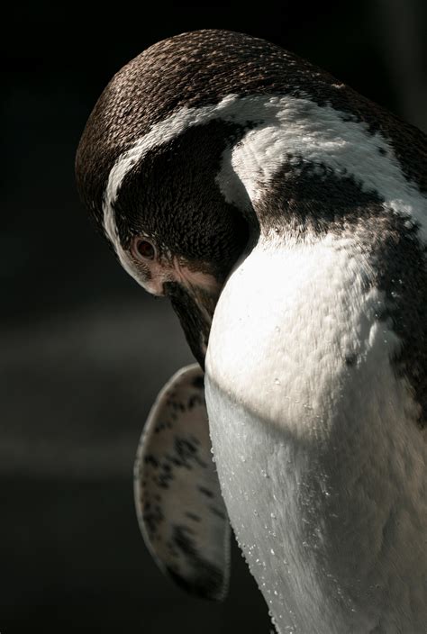 Black And White Penguins · Free Stock Photo