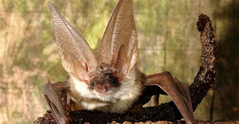 Northern Long-Eared Bats Endangered Because of White-Nose Syndrome