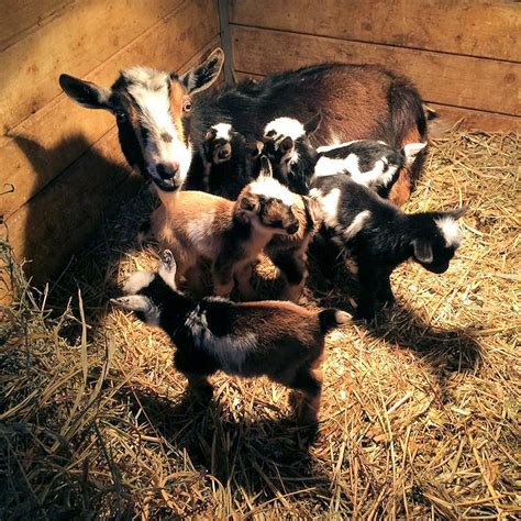 Nigerian Dwarf Goats For Sale – Nigerian Dwarf Goats & Goat Gifts