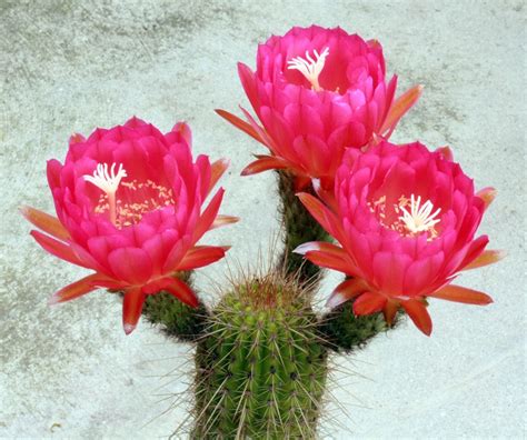 How to care for cactus Echinopsis? Transfer. disease types. Blossoms ...