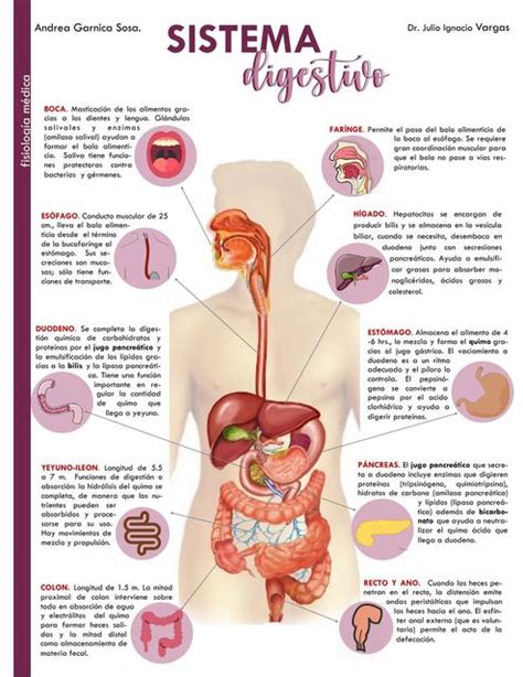 Mapa mental Sistema Digestivo | ESTELA ANDREA GARNICA SOSA | uDocz