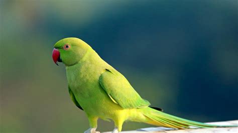 Birds Hd Wallpapers 1080p - Budgie (#2038778) - HD Wallpaper ...