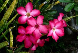 Adenium. (Desert rose). | Adenium. (Desert rose). Adenium is… | Flickr