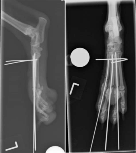 Metatarsus: fracture intra-operative - radiographs in Dogs (Canis) | Vetlexicon