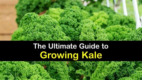 Growing Kale Plants - Clever Tips for Planting Kale