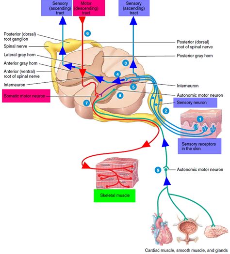 Sensory Nervous System - Organs and Functions