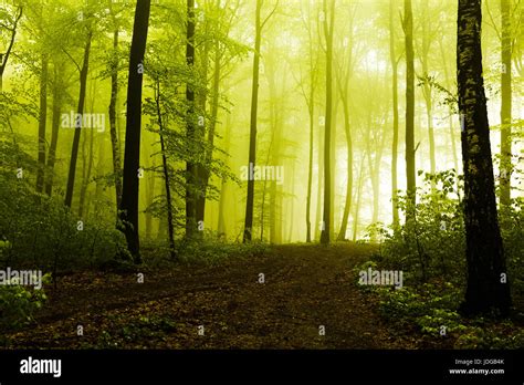 Path in beautiful foggy forest Stock Photo - Alamy