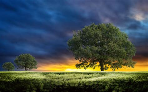 sunset, Field, Trees, Landscape, Clouds, Wheeat, Grass Wallpapers HD ...