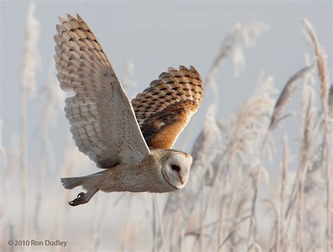 Barn Owls in Flight – Feathered Photography