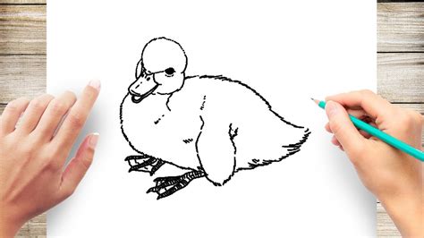 How To Draw A Realistic Duck Step By Step