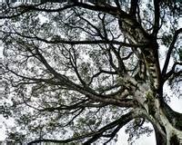 Stunning "Ceiba Tree" Artwork For Sale on Fine Art Prints