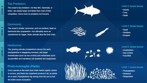 Marine Ecosystem Food Web With Trophic Levels