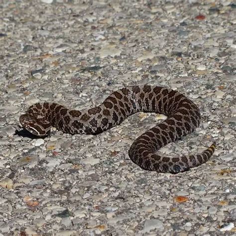 Sistrurus Catenatus - Massasauga Snake - USA Snakes