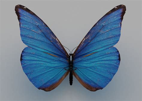 butterfly poly 3D model | CGTrader