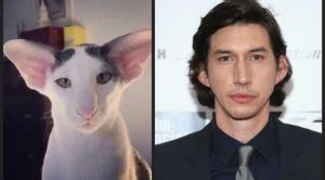 8 Cats Who Look like Celebs | Feline Facts & Fun | Mad Paws Blog