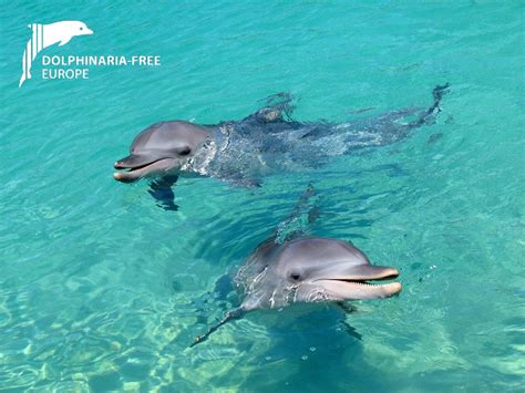 Concern over exports from Dolphin Quest, Bermuda – Dolphinaria-Free Europe