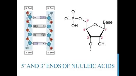 5' 3' ends of DNA and RNA - YouTube