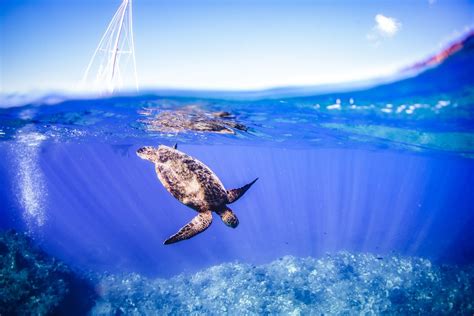 A Guide To Snorkeling With Sea Turtles In Maui — TRILOGY CAPTAIN'S LOG